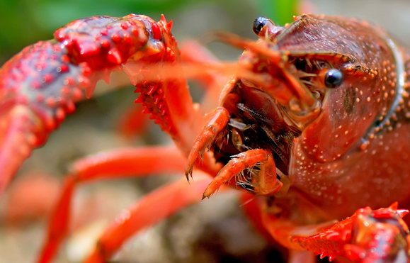 瘋狂的小龍蝦，瘋狂的餐飲業(yè)！這到底怎么了？|餐飲界