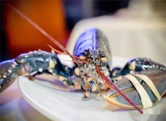 知識庫｜200萬只龍蝦中才出現(xiàn)1只藍(lán)龍蝦，太矜貴了！|餐飲界