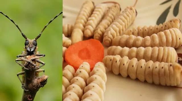 知識庫｜蟲類食材身價勝人參，餐廳秋冬菜譜敢放不？|餐飲界