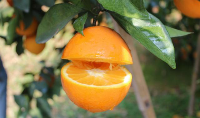 江西贛南臍橙：一種嘗了就想拔草的甜鮮橙！