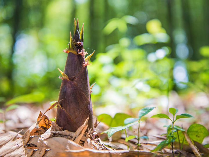 吃膩了麻辣鮮香的火鍋，不妨來(lái)嘗嘗這些春天的美食解解葷