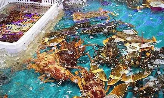 海鮮之戰(zhàn)：上半場活鮮炒作已曲終，下半場冷凍海鮮厚積薄發(fā)？|餐飲界